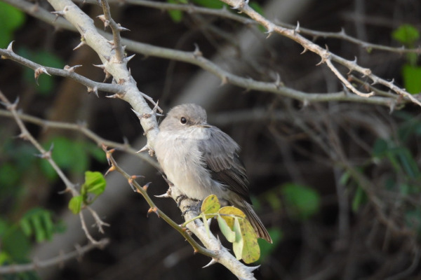 African Dusky Flycatcher