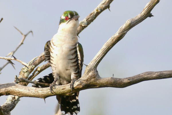 African Emerald Cuckoo