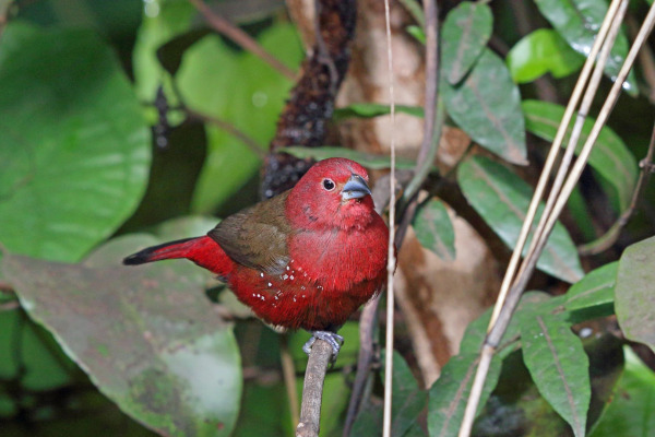 African Firefinch