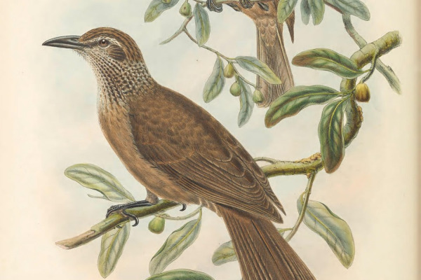 African Golden Oriole