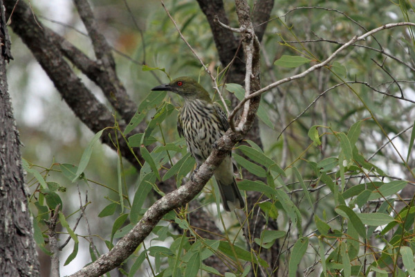 African Golden Oriole