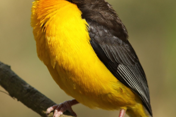 African Golden Weaver