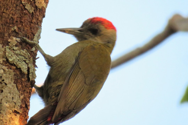 African Gray Woodpecker