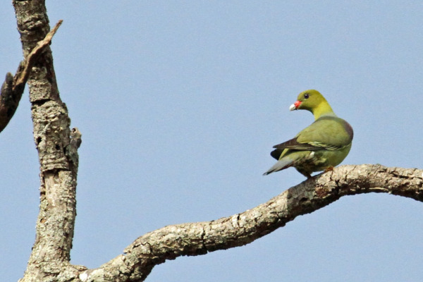 African Green-Pigeon