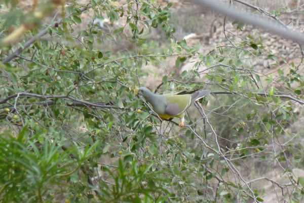African Green Pigeon