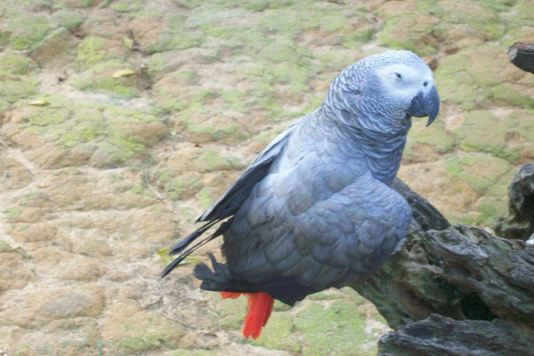 African Grey Parrot