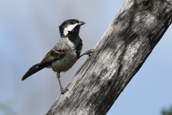 African Grey Tit