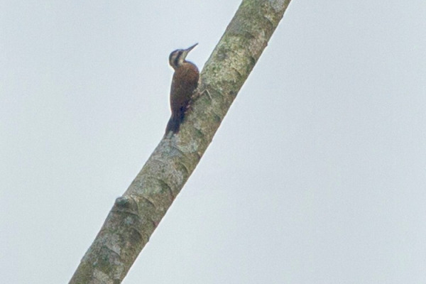 African Grey Woodpecker