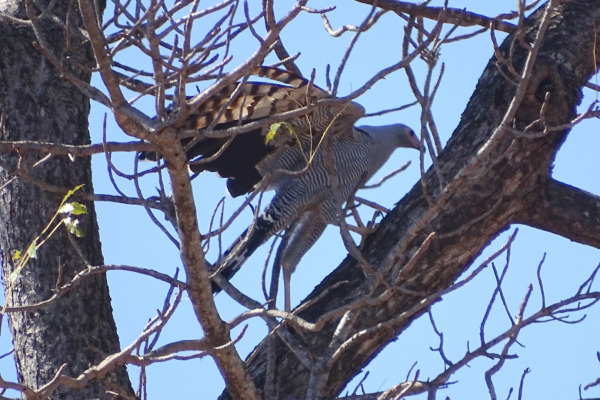 African Harrier-Hawk