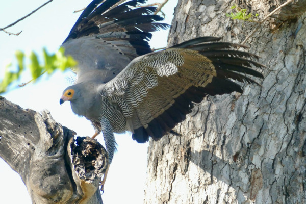 African Harrier-Hawk