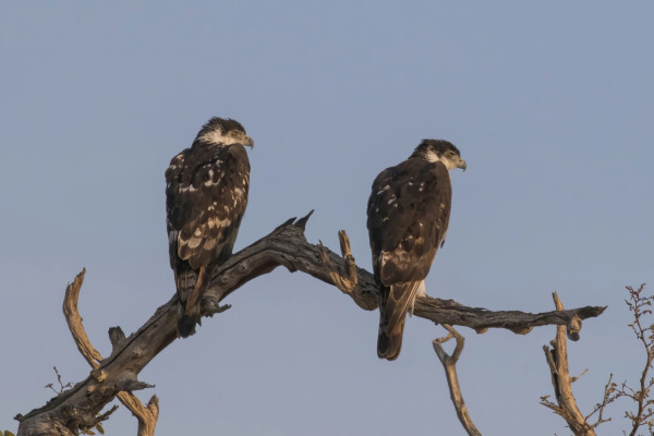 African Hawk-Eagle