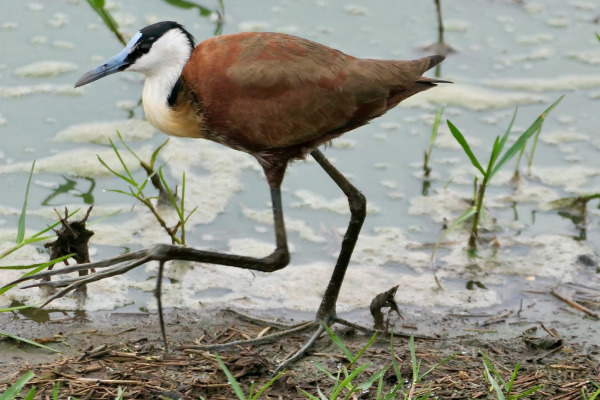 African Jacana