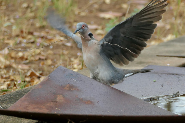 African Mourning Dove