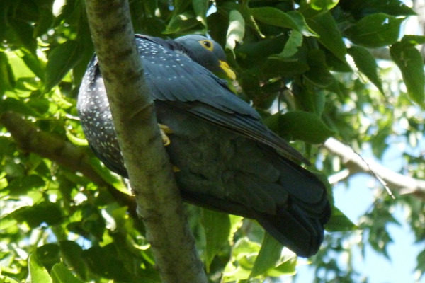 African Olive Pigeon