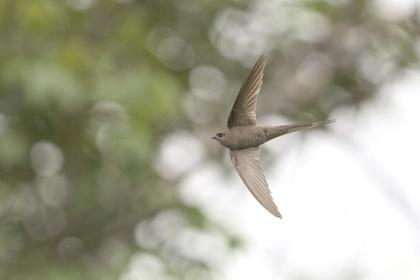 African Palm Swift