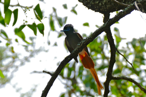 African Paradise Flycatcher