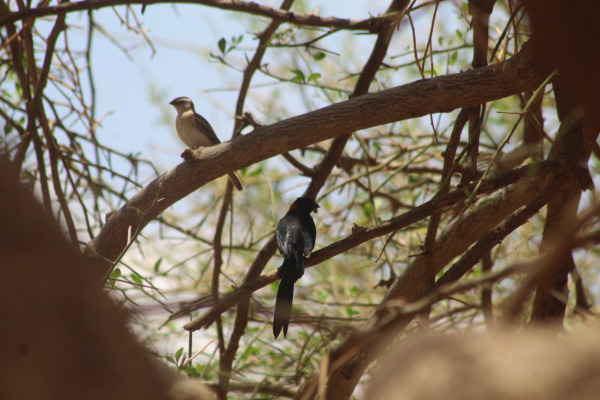 African Paradise Whydah