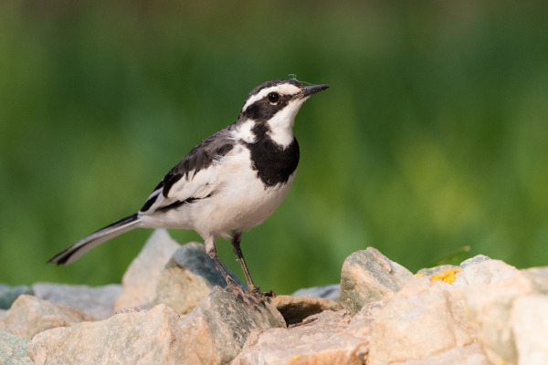 African Pied Wagtail