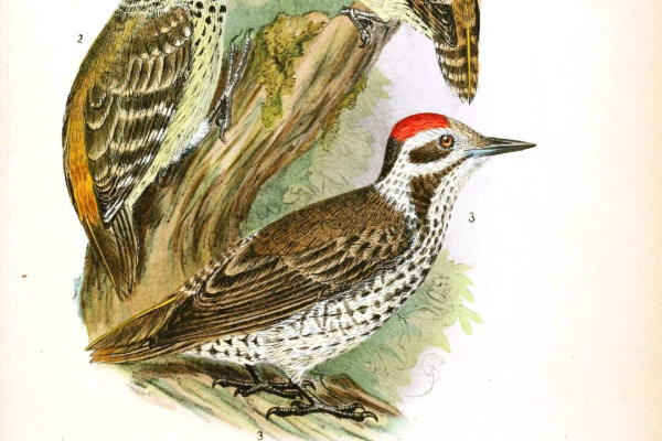 African Pied Woodpecker