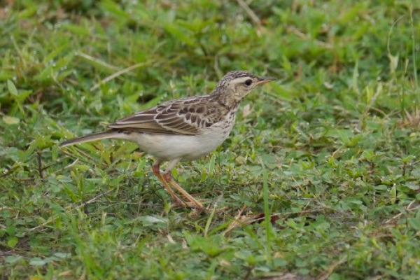 African Pipit