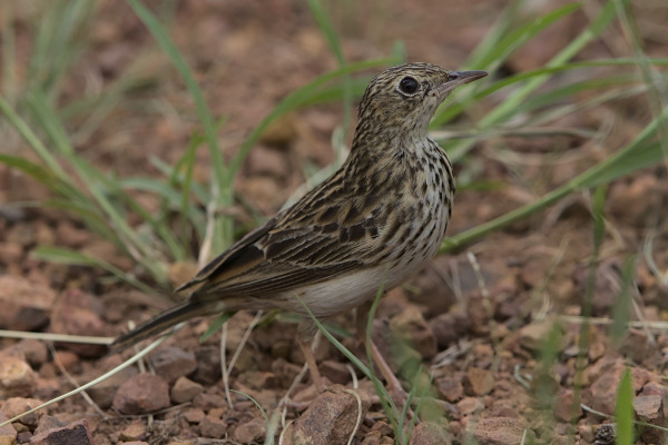 African Pipit