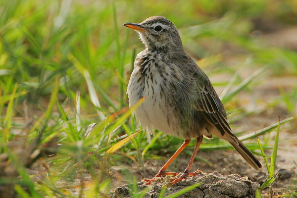 African Pipit