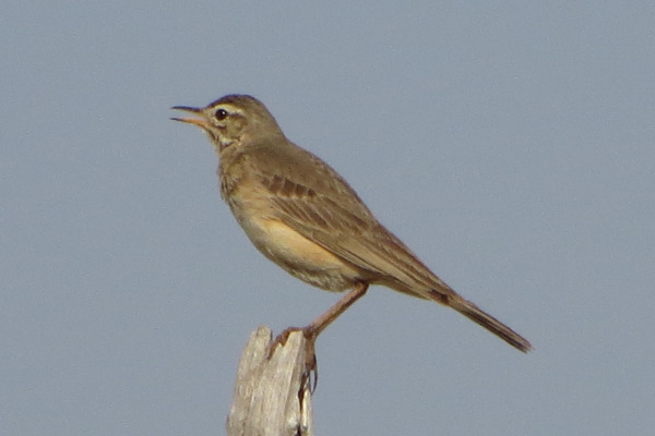 African Pipit
