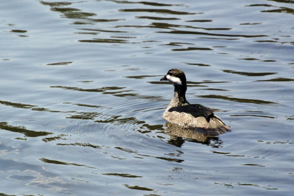 African Pygmy Goose