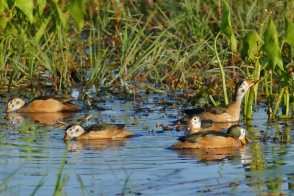 African Pygmy Goose