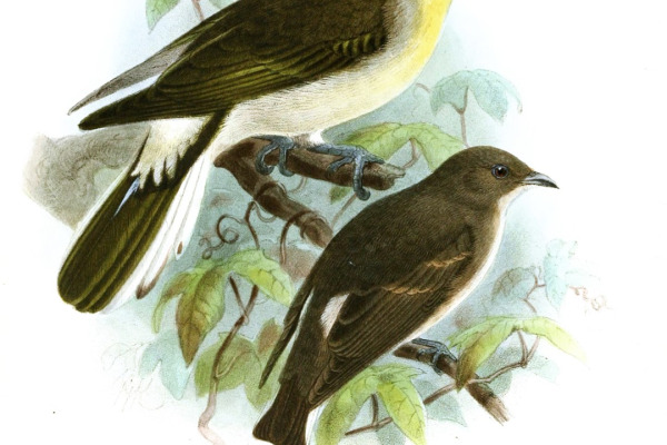 African pygmy kingfisher