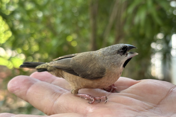 African Pygmy Kingfisher