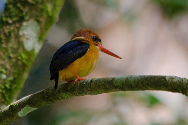 African Pygmy Kingfisher