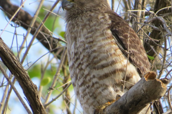 African Red-necked Falcon