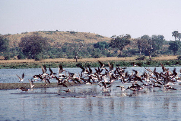 African Skimmer