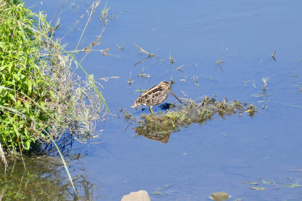 African Snipe