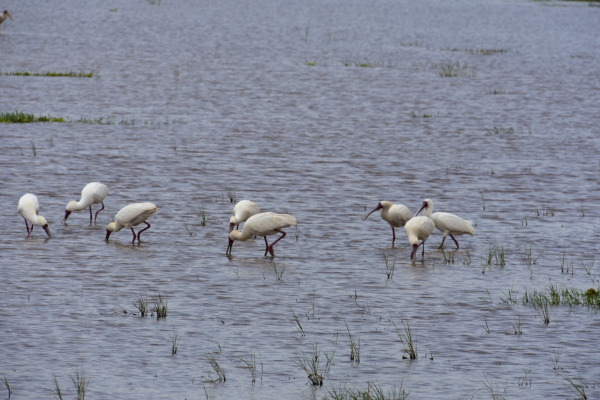 African Spoonbill