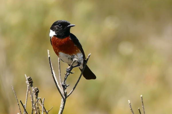 African Stonechat