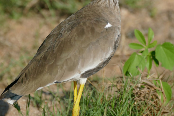 African Wattled Lapwing
