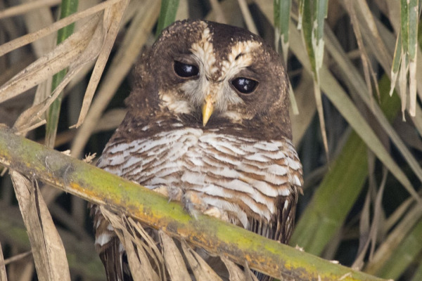 African Wood Owl