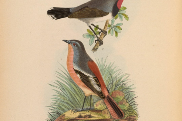 Alashan Redstart