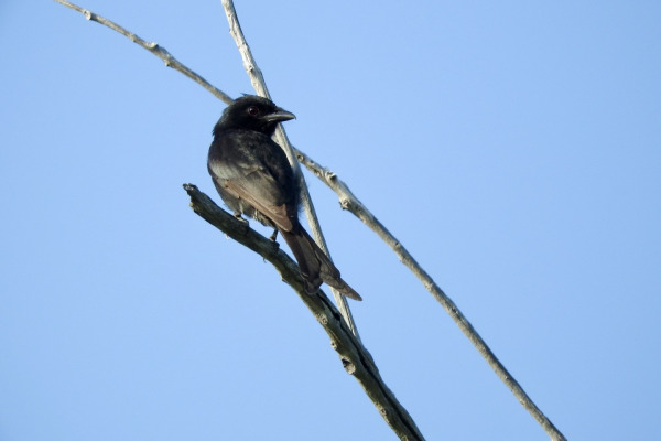 Aldabra Drongo
