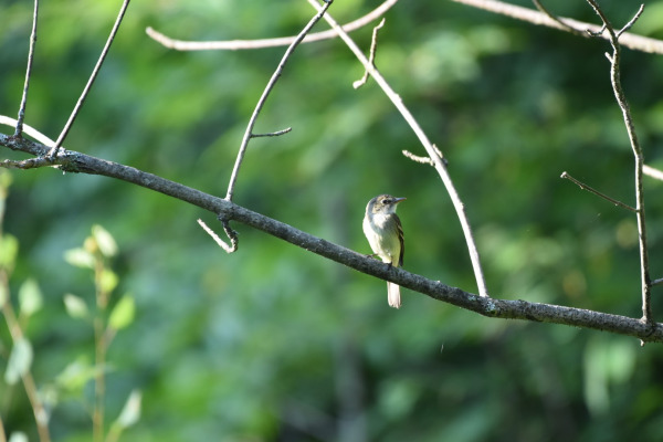 Alder Flycatcher