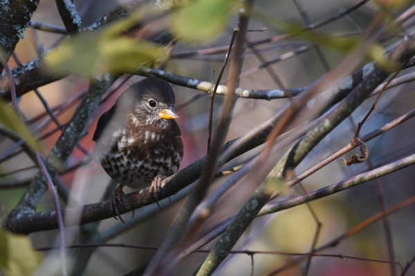 Aleutian Sparrow