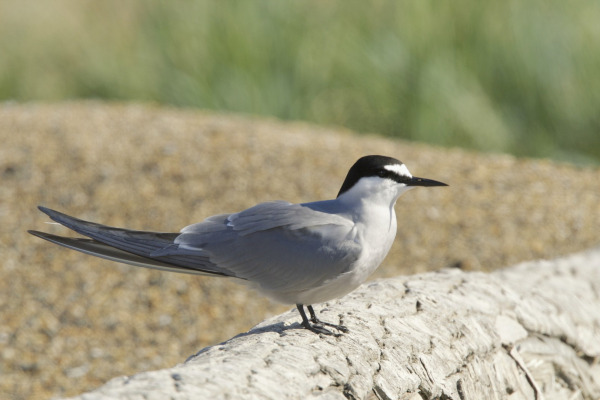 Aleutian Tern