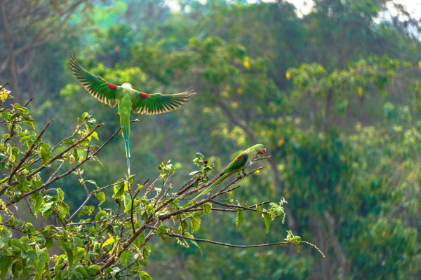 Alexandrine Parakeet
