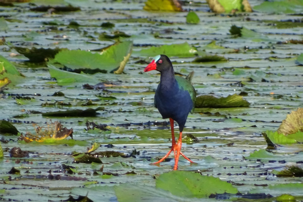 Allen's Gallinule