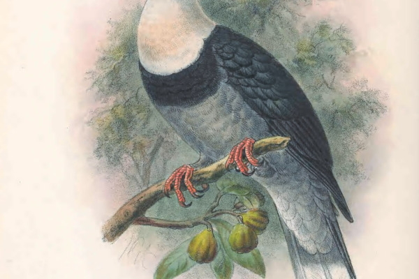 Alligator Fruit Dove