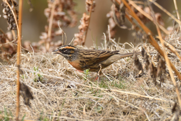Alpine Accentor