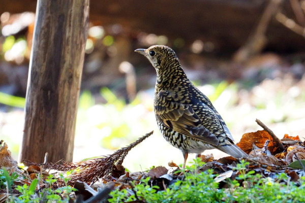 Amami Thrush