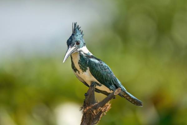 Amazon Kingfisher